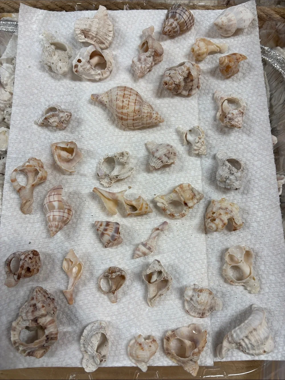 Natural Small Seashells Assortment - Cream and Tan Decorative Shells (broken)
